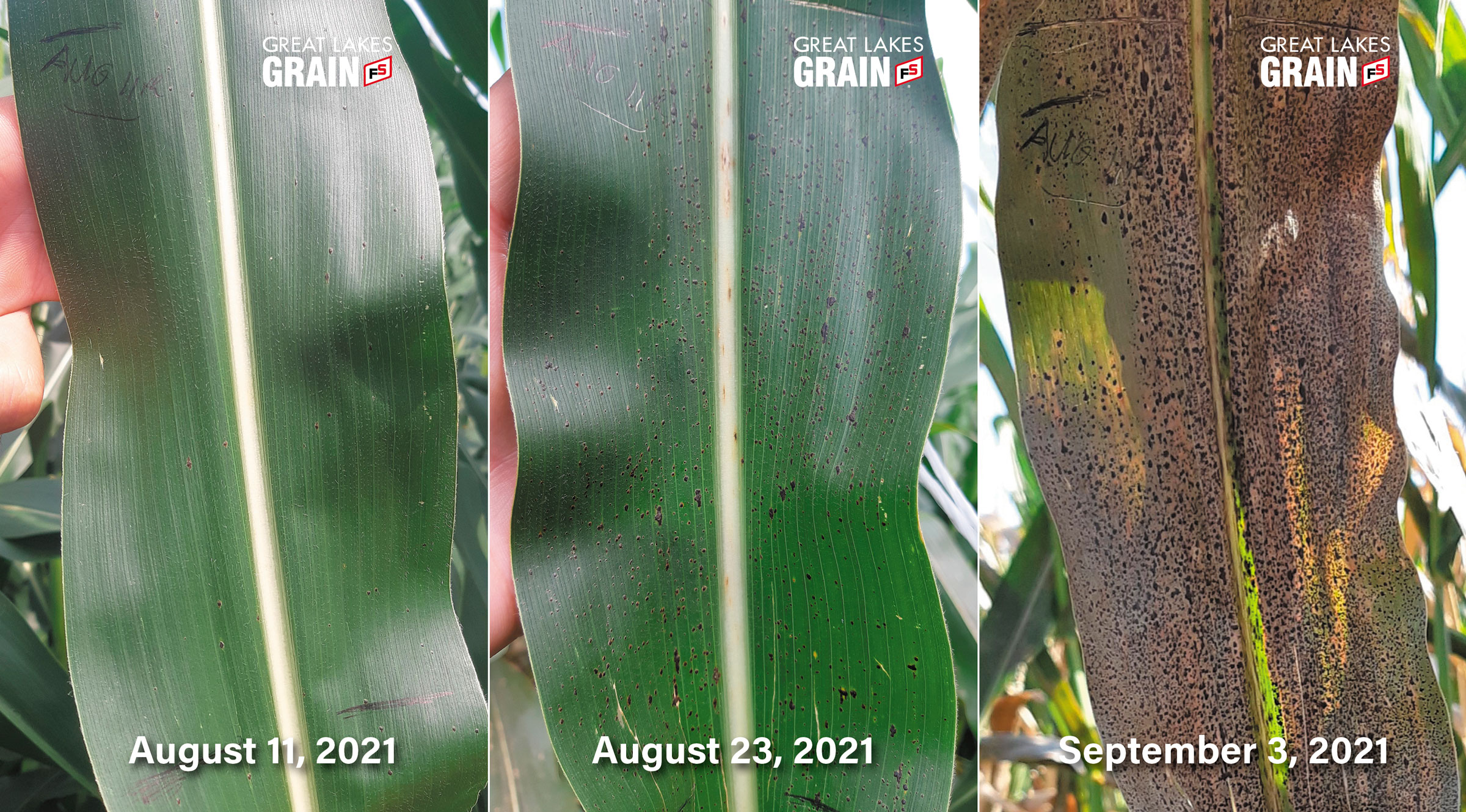 A progression photo of Tar Spot on a corn leaf showing August 11, August 23, and September 3, 2021. Photo by Tyler Sabelli, CSS with AGRIS Co-operative.